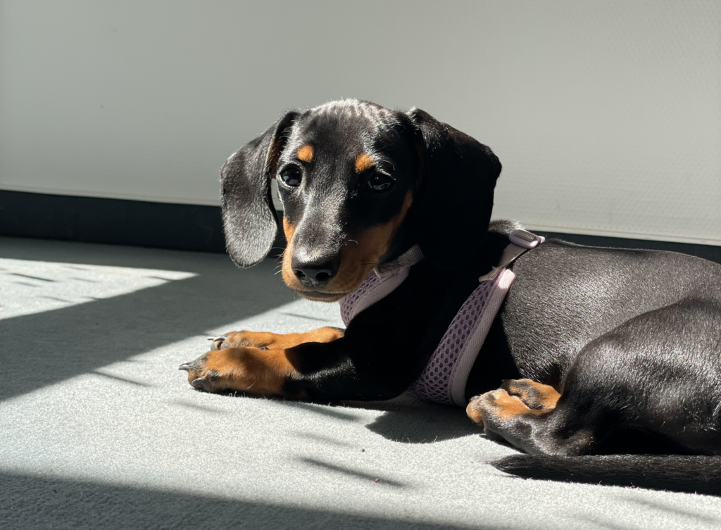 Ein Zwergdackelwelpe mit lila Geschirr liegt auf einem Teppich in der Sonne.